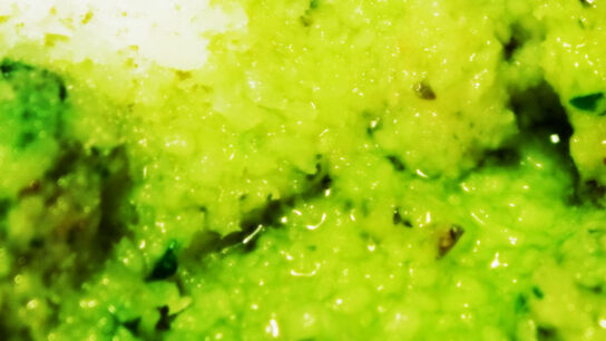 Pesto