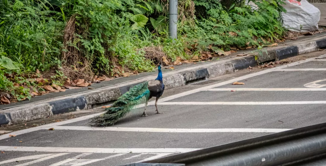 An Indian peafowl moves slowly as it crosses a road on Sentosa Island.
