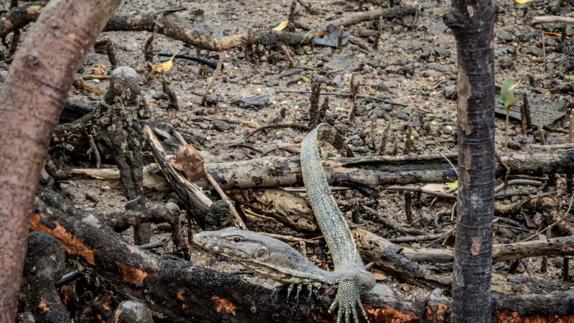 A Malayan water monitor is just chillin' here, not doing much of anything.