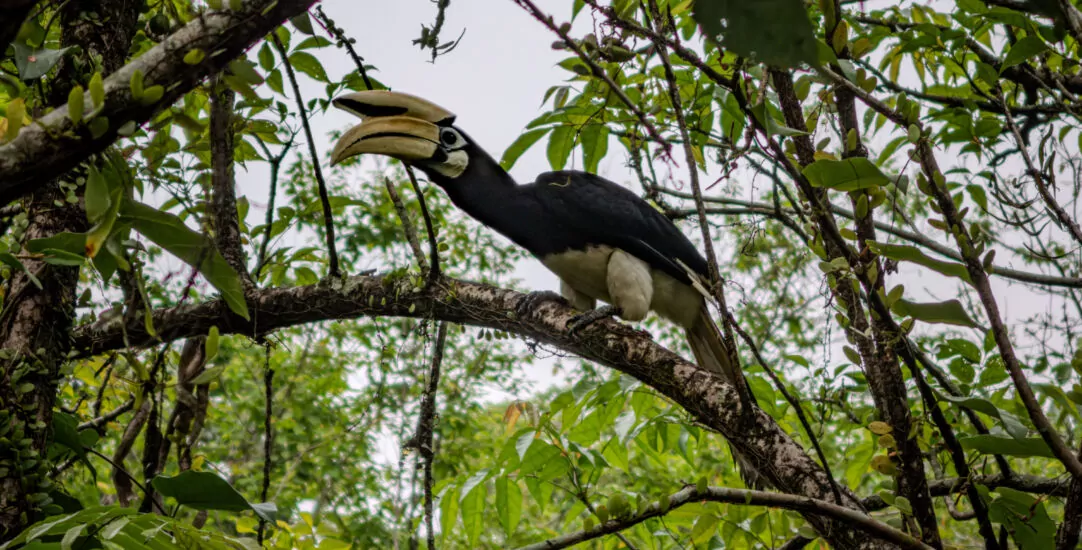 Perched high in the tree is an Oriental Pied Hornbill, its distinctive horn catching our attention.