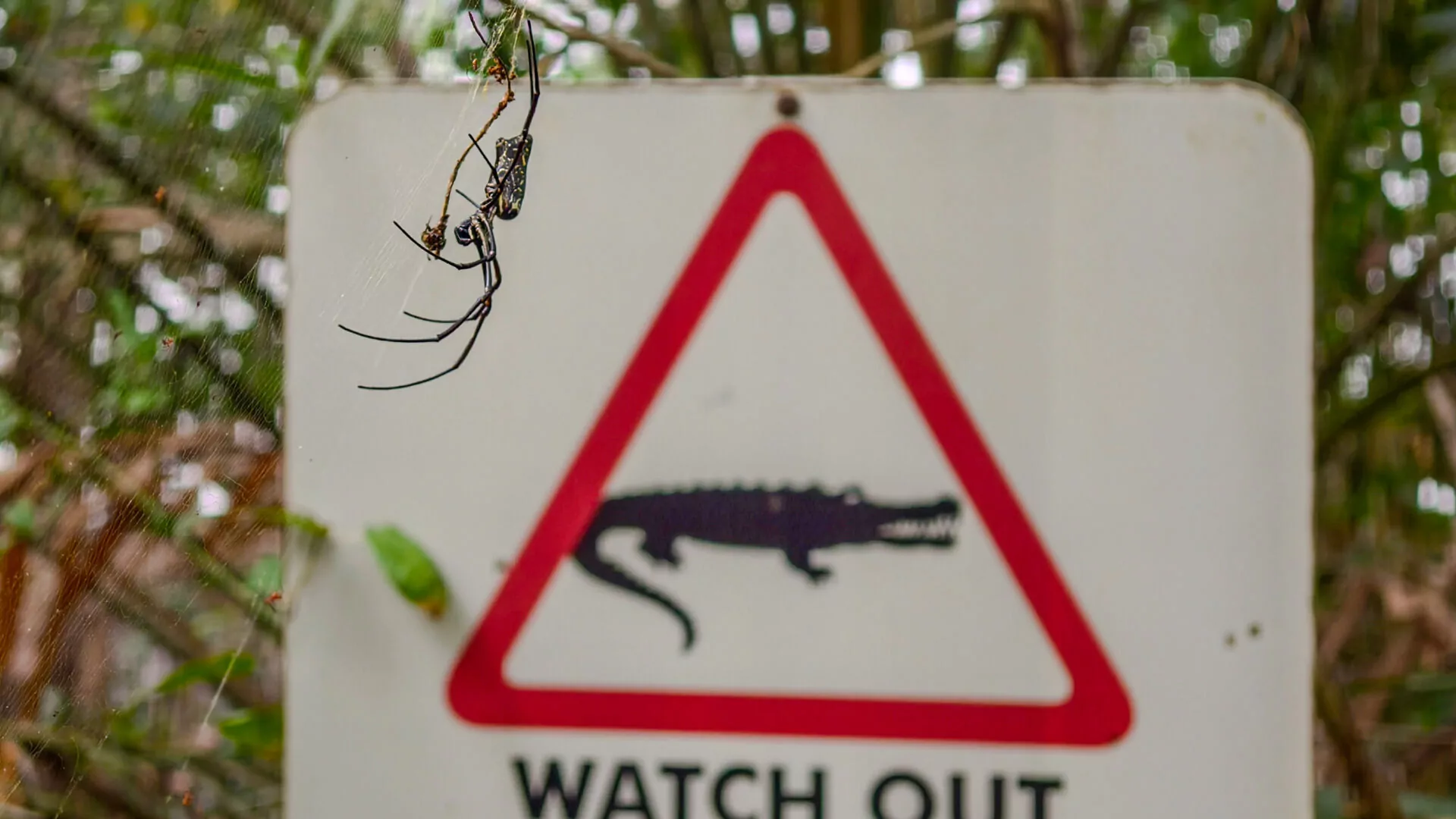 Watch out for the crocodiles sign, protected by a large golden silk orb-weaver. Just my humor.